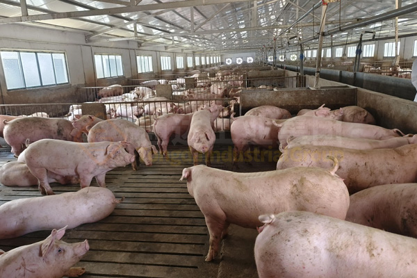  大批涉污養殖場被關閉拆除，養殖場糞便怎么處理才環保?