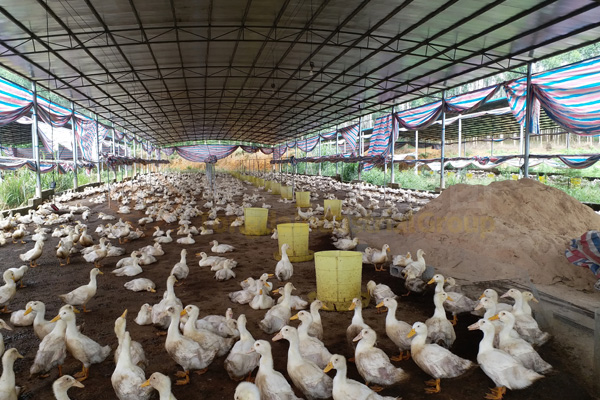  鴨糞處理成有機(jī)肥?鴨糞處理成有機(jī)肥顆粒的方法和技巧