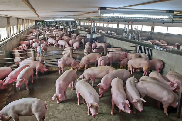 豬糞粉狀成套有機肥設備