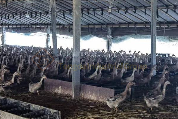  養(yǎng)殖又出新政策!種養(yǎng)結合成為補貼熱點!