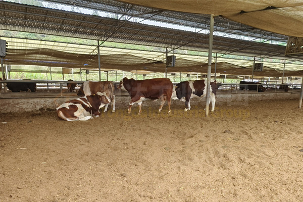 牛糞加工有機(jī)肥設(shè)備廠家報(bào)價(jià)，牛糞有機(jī)肥需要的加工設(shè)備有哪些